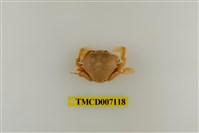 藏品(短刺伊氏蟹)的圖片